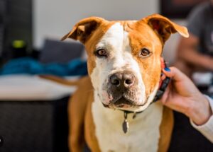 Assurance responsabilité civile chien : est-ce que tous les chiens sont concernés ?